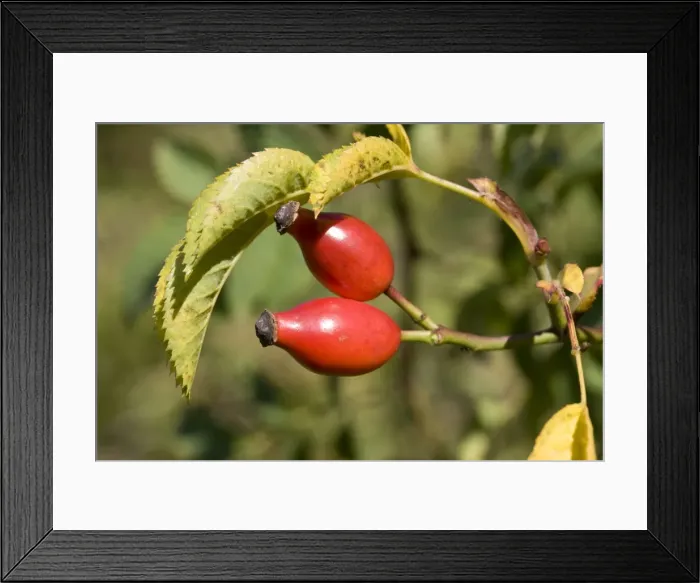 Framed Print : Closeup bright red rose hips or haws on wild dog rose Rosa canina Cotswolds UK