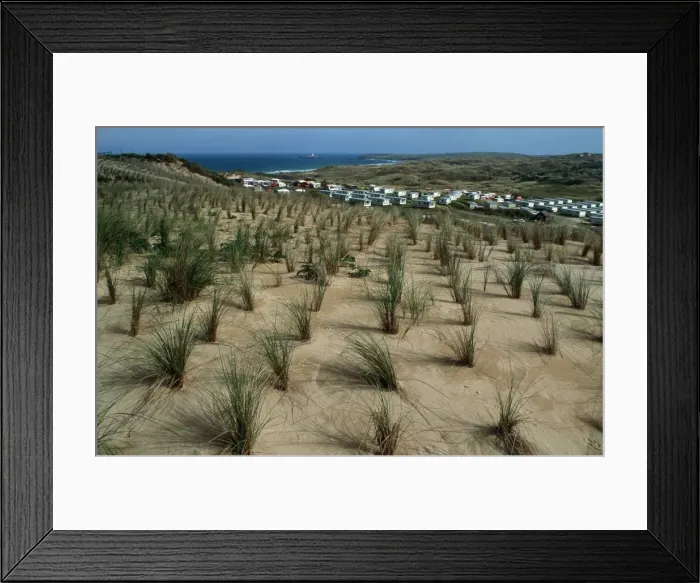Framed Print : Marram or Beach grass Ammophila arenaria planted to stabilise sand dunes Hayle Cornwall UK Framed Print : Marram or Beach grass Ammophila arenaria planted to stabilise sand dunes Hayle Cornwall UK