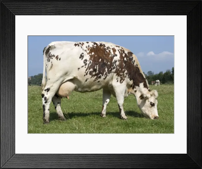 Framed Print : Normande tri-coloured cow grazing Normandy France Framed Print : Normande tri-coloured cow grazing Normandy France