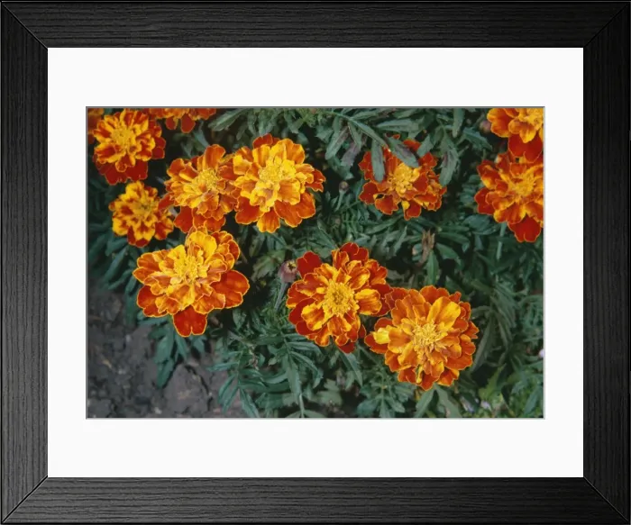 Framed Print : African Marigold LB 866 Close-up Tagetes erecta Smiles, Asteraceae © I & L Beames / ARDEA LONDON Framed Print : African Marigold LB 866 Close-up Tagetes erecta Smiles, Asteraceae © I & L Beames / ARDEA LONDON