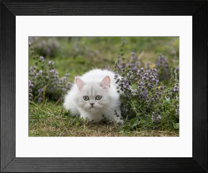 Framed Print : Cat - Persian Chinchilla Framed Print : Cat - Persian Chinchilla