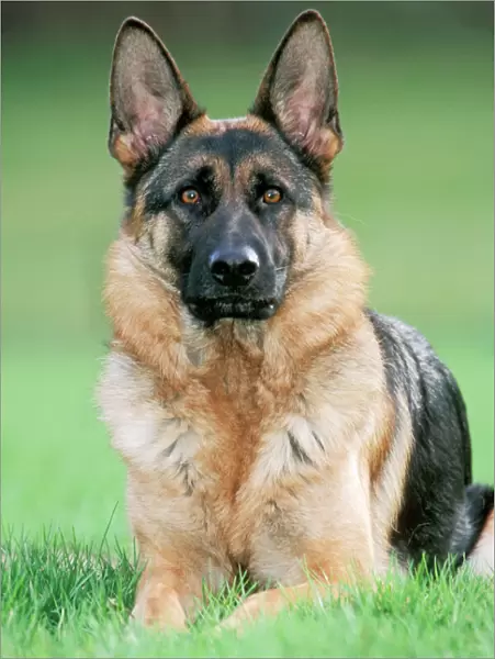 Dog - German Shepherd sitting on grass