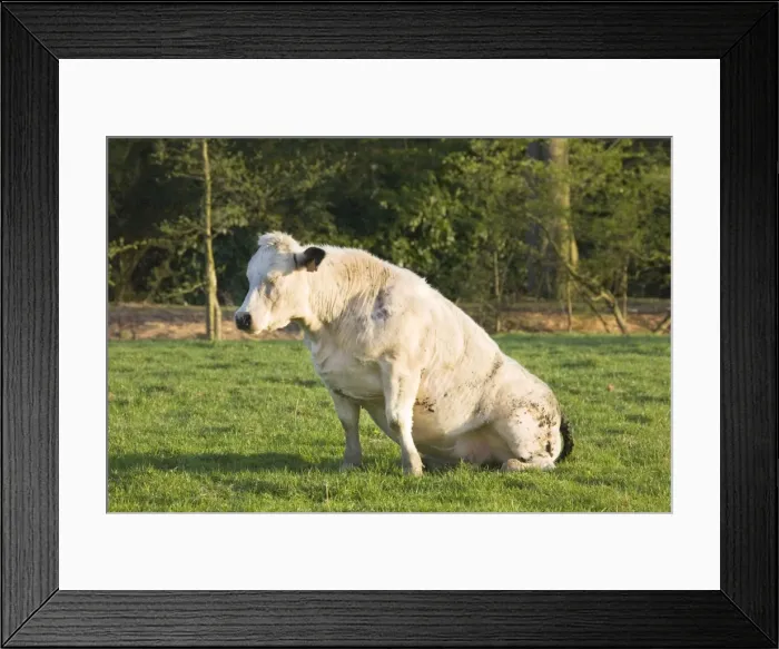 Framed Print : Cow - sleeping in the meadow on her backside Framed Print : Cow - sleeping in the meadow on her backside