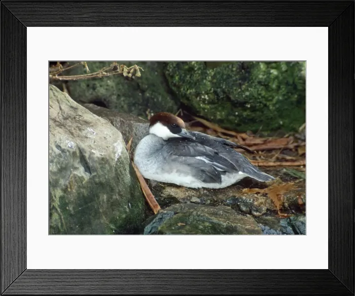 Framed Print : Smew Duck - female Framed Print : Smew Duck - female
