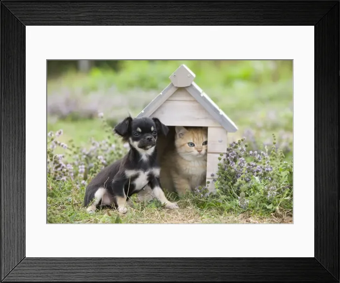 Framed Print : Dog - Chichuahua - 8 week old puppy with Briitsh shorthair 8 week old kitten Framed Print : Dog - Chichuahua - 8 week old puppy with Briitsh shorthair 8 week old kitten