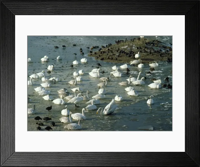 Framed Print : Bewick's Swan - on frozen marshes Framed Print : Bewick's Swan - on frozen marshes