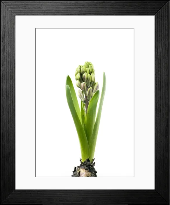 Framed Print : Hyacinth - Sequence 2 of 3 Framed Print : Hyacinth - Sequence 2 of 3
