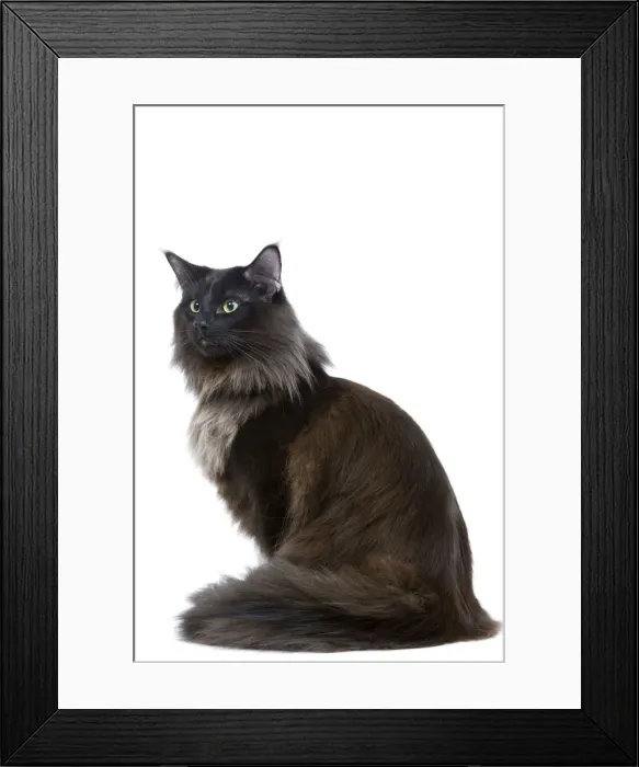 Framed Print : Black Norwegian Forest Cat - in studio