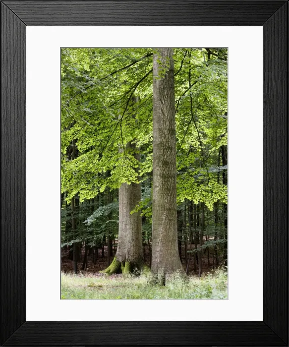 Framed Print : Common Beech forest - Belgium Framed Print : Common Beech forest - Belgium