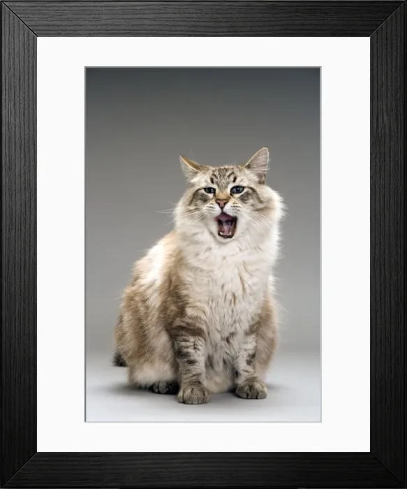 Framed Print : Long-haired cat in studio - yawning Framed Print : Long-haired cat in studio - yawning