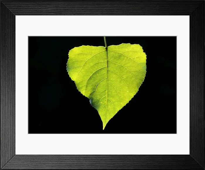 Framed Print : Poplar Tree - leaf Framed Print : Poplar Tree - leaf