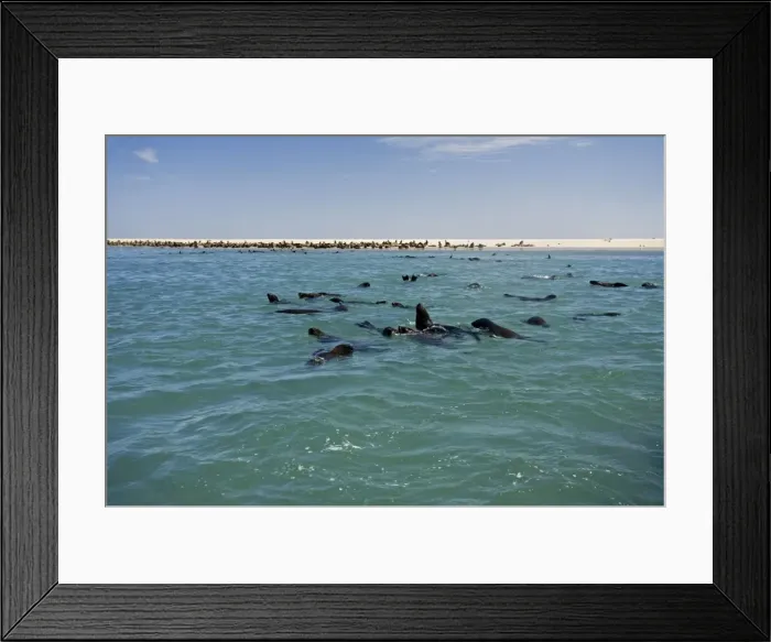 Framed Print : Cape Fur Seals - seal colony shown with members in the water and on the beach - Atltanic Ocean - Namibia - Africa Framed Print : Cape Fur Seals - seal colony shown with members in the water and on the beach - Atltanic Ocean - Namibia - Africa