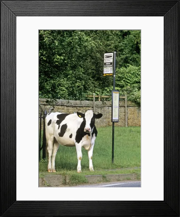 Framed Print : Cow - waiting at bus stop in village - Bus stop reads: Edensor for Chatsworth - Derbyshire - England Framed Print : Cow - waiting at bus stop in village - Bus stop reads: Edensor for Chatsworth - Derbyshire - England