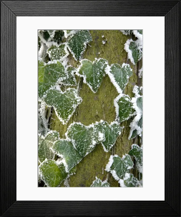 Framed Print : Frost covered ivy leaves