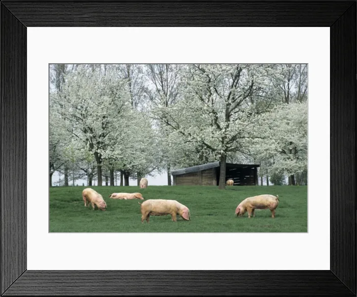 Framed Print : Pigs - free range pigs feeding on grass Framed Print : Pigs - free range pigs feeding on grass