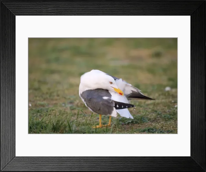 Framed Print : Lesser Black-backed Gull - preening Framed Print : Lesser Black-backed Gull - preening