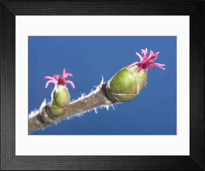 Framed Print : Common Hazel - catkins Framed Print : Common Hazel - catkins