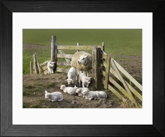 Framed Print : Sheep with lambs in corral - Texel - island - Netherlands Framed Print : Sheep with lambs in corral - Texel - island - Netherlands