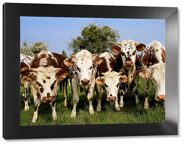 Cattle - Normande Breed - cows in field facing camera. France