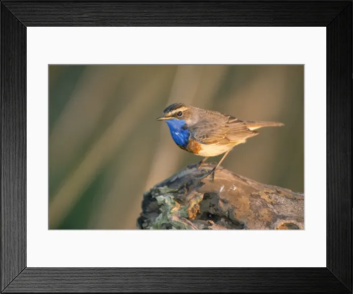 Framed Print : Bluethroat - perched on log Framed Print : Bluethroat - perched on log