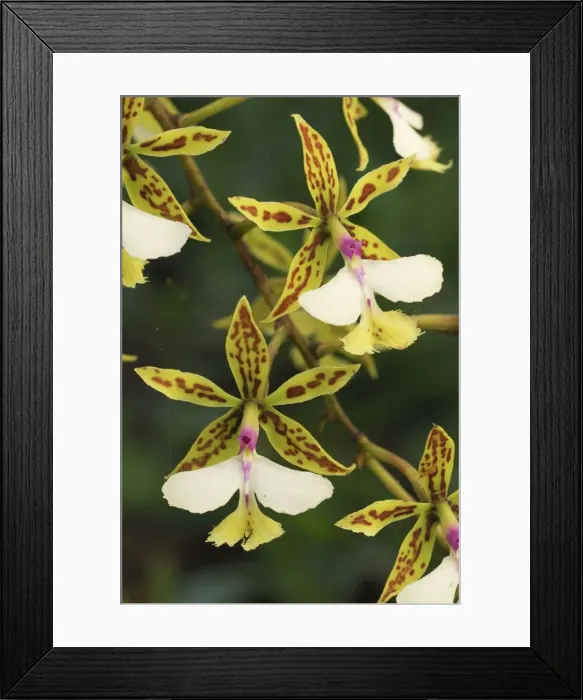 Framed Print : Orchid Belize Framed Print : Orchid Belize