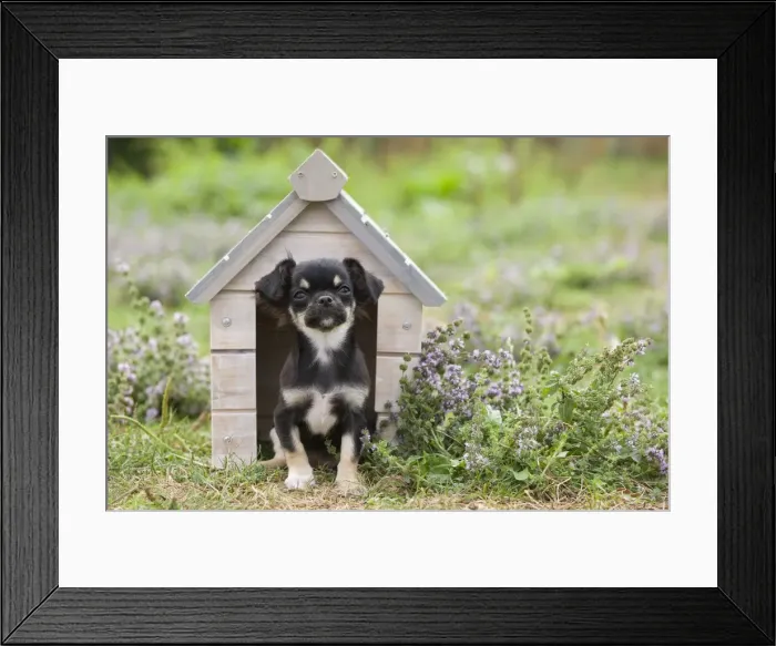 Framed Print : Dog - Chichuahua - 8 week old puppy Framed Print : Dog - Chichuahua - 8 week old puppy