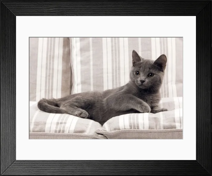 Framed Print : Chartreux Kitten Framed Print : Chartreux Kitten