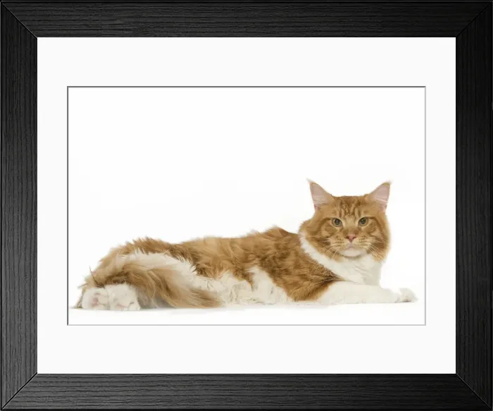 Framed Print : Cat - Norwegian Forest Cat - red mackerel tabby & white in studio Framed Print : Cat - Norwegian Forest Cat - red mackerel tabby & white in studio