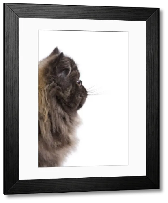 Framed Print : Cat - Persian kitten in studio - sideview of face Framed Print : Cat - Persian kitten in studio - sideview of face