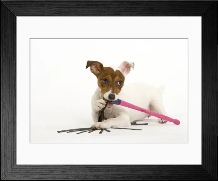 Framed Print : Dog - Jack Russell - chewing toy Framed Print : Dog - Jack Russell - chewing toy