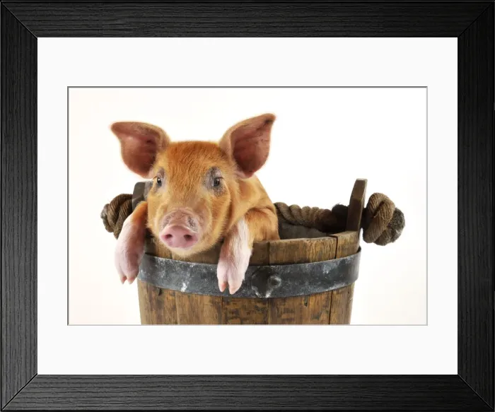 Framed Print : Pig. Large white cross piglet in bucket
