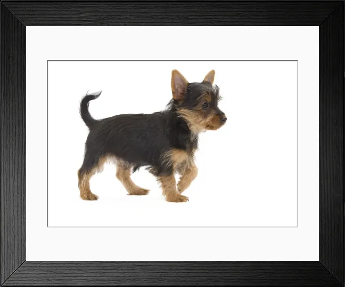 Framed Print : Dog - Australian Silky Terrier - puppy in studio. Also known as Silky Terrier or Sydney Silky Framed Print : Dog - Australian Silky Terrier - puppy in studio. Also known as Silky Terrier or Sydney Silky