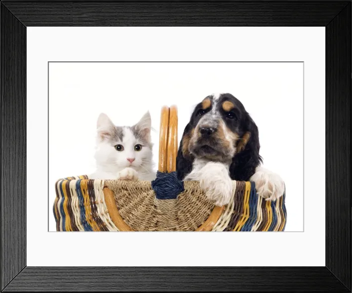 Framed Print : Norwegian kitten and English cocker spaniel puppy Framed Print : Norwegian kitten and English cocker spaniel puppy