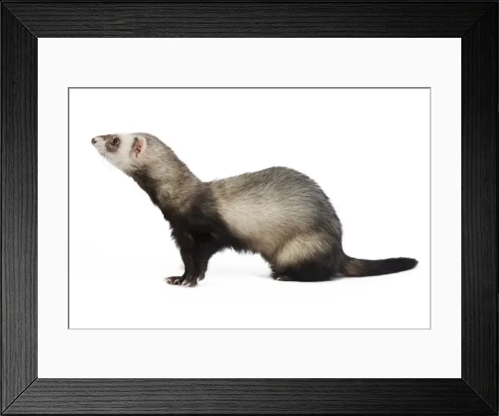 Framed Print : Ferret - sable colouration - in studio Framed Print : Ferret - sable colouration - in studio