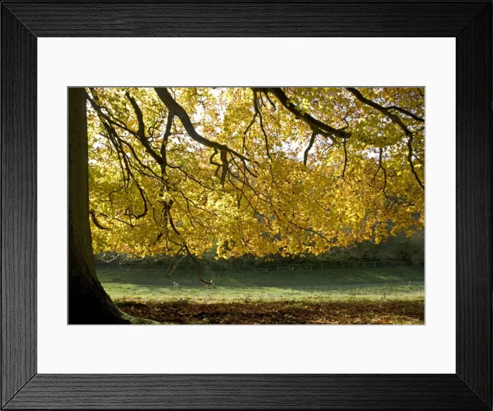 Framed Print : Beech tree - Backlit in autumn colours. Westonbirt Arboretum Tetbury UK Framed Print : Beech tree - Backlit in autumn colours. Westonbirt Arboretum Tetbury UK
