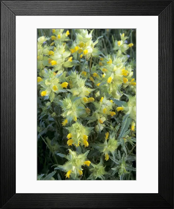 Framed Print : Greater Yellow Rattle Framed Print : Greater Yellow Rattle