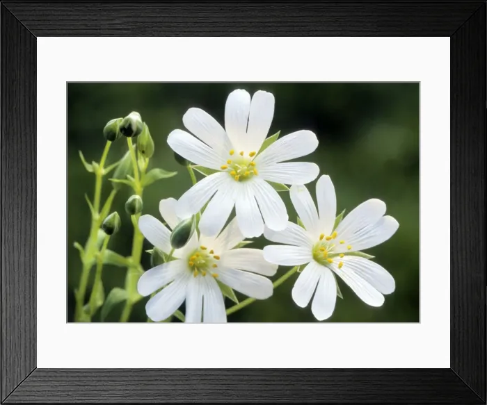 Framed Print : Greater Stichwort Framed Print : Greater Stichwort