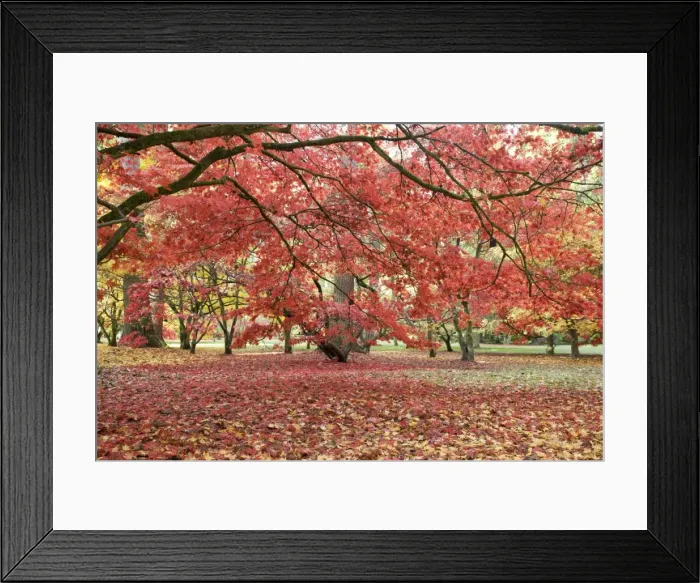 Framed Print : Japanese maple in red autumn colours. Westonbirt Arboretum Tetbury UK Framed Print : Japanese maple in red autumn colours. Westonbirt Arboretum Tetbury UK