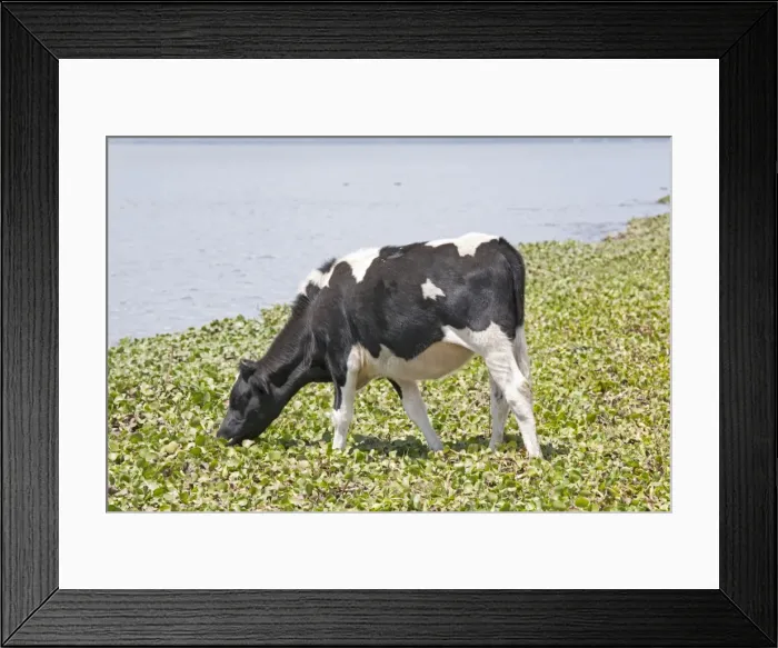 Framed Print : Cow feeding on water hyacinth Cresent Island Lake Naivasha Kenya Framed Print : Cow feeding on water hyacinth Cresent Island Lake Naivasha Kenya