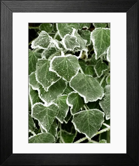 Framed Print : Frost covered ivy leaves Framed Print : Frost covered ivy leaves
