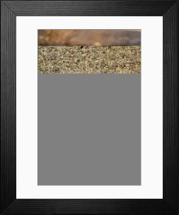 Framed Print : Nyala - male - Sabi Sands Game Reserve - South Africa Framed Print : Nyala - male - Sabi Sands Game Reserve - South Africa