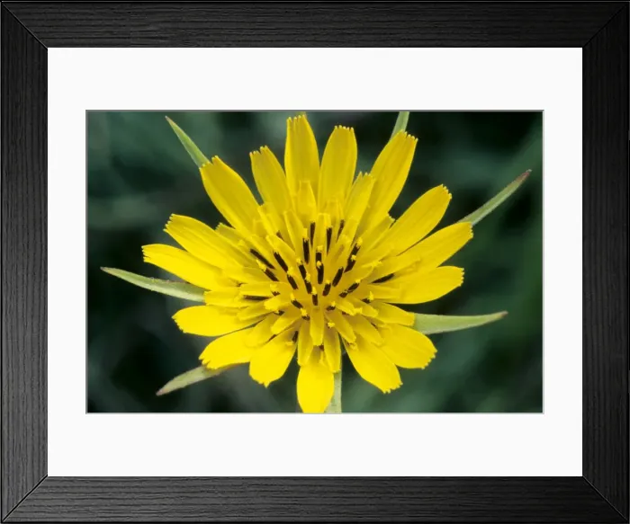 Framed Print : Goat's-beard Framed Print : Goat's-beard