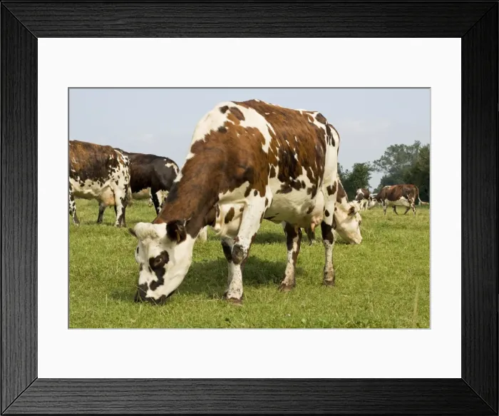 Framed Print : Normande tri-coloured cattle grazing Normandy France Framed Print : Normande tri-coloured cattle grazing Normandy France