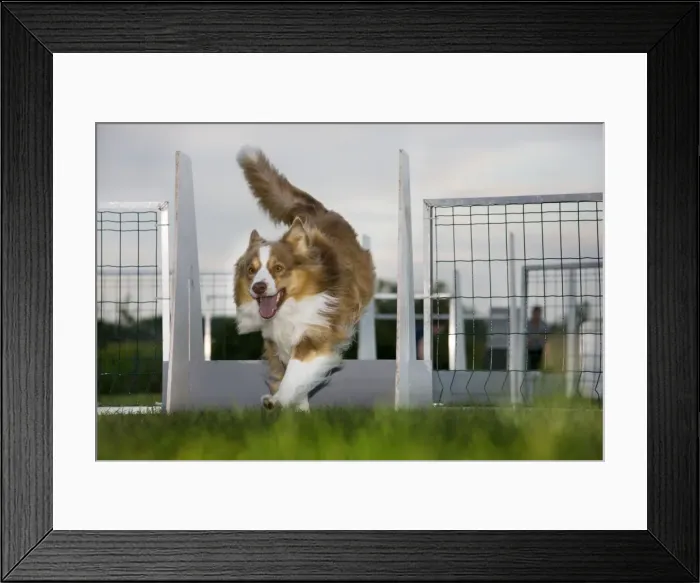 Framed Print : Dog - Border Collie flyball Framed Print : Dog - Border Collie flyball