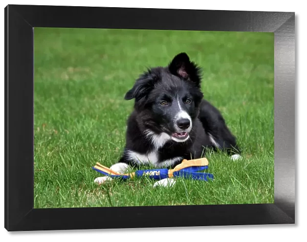 Dog - Border Collie - puppy lying down with toy