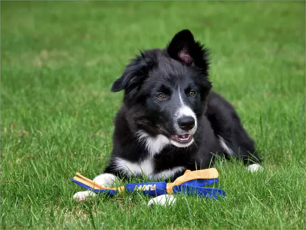 Dog - Border Collie - puppy lying down with toy