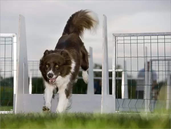 Dog - Border Collie flyball