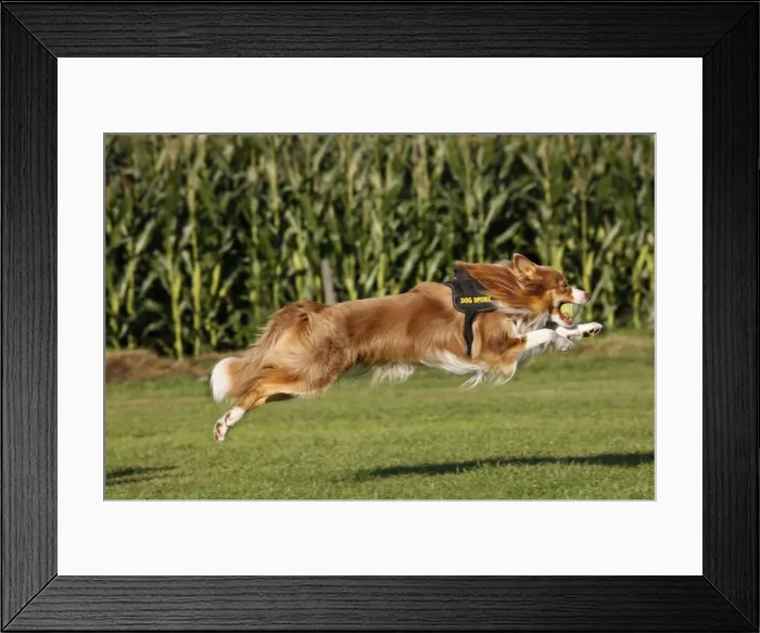 Framed Print : Dog - Border Collie - running with tennis ball in mouth - flyball Framed Print : Dog - Border Collie - running with tennis ball in mouth - flyball