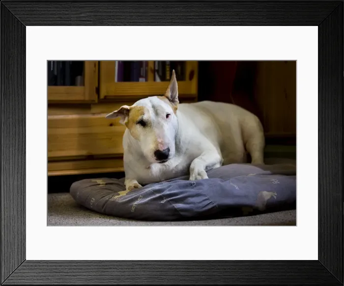 Framed Print : Dog - Bull Terrier - lying down on pillow Framed Print : Dog - Bull Terrier - lying down on pillow