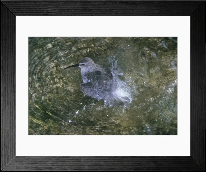 Framed Print : Curlew Sandpiper - bathing Framed Print : Curlew Sandpiper - bathing